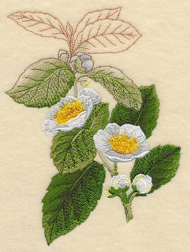 Tea Plant Botanical - Image 3