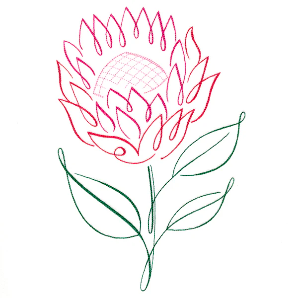 Tropical Calligraphy in Bloom - Protea - Image 6