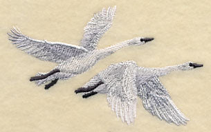 Trumpeter Swans in Flight - Image 2