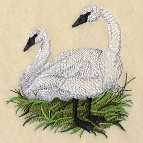 Trumpeter Swans on the Shore - Image 2