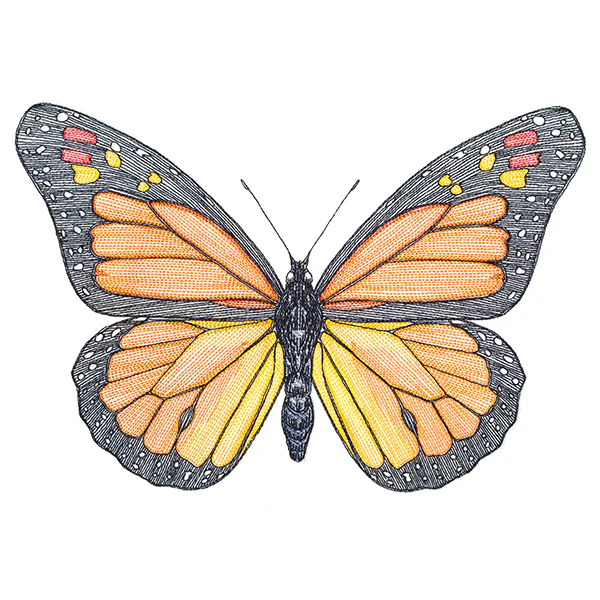 Vibrant Monarch Etching - Image 5