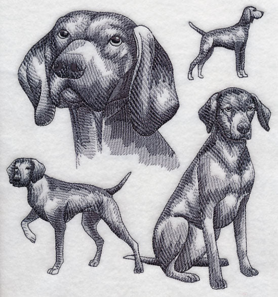 Vizsla Sketch - Image 5