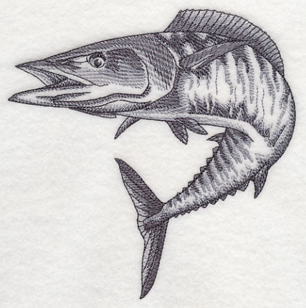 Wahoo Sketch