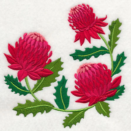 Waratah - Image 3