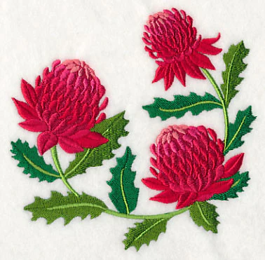 Waratah - Image 4