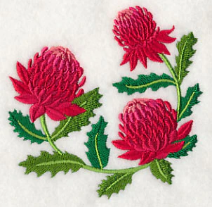 Waratah - Image 5