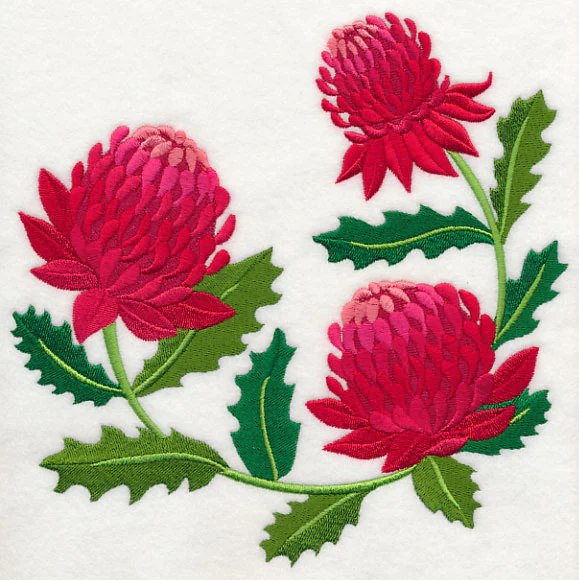 Waratah - Image 6