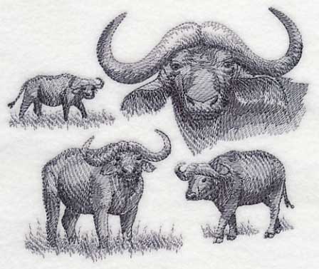 Water Buffalo Sketch - Image 4