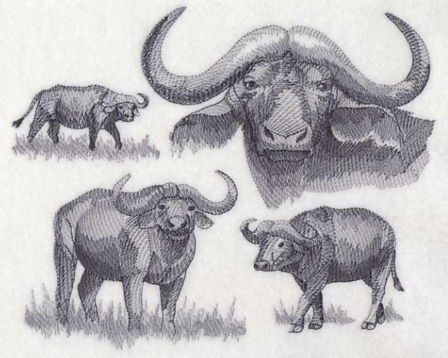 Water Buffalo Sketch - Image 5