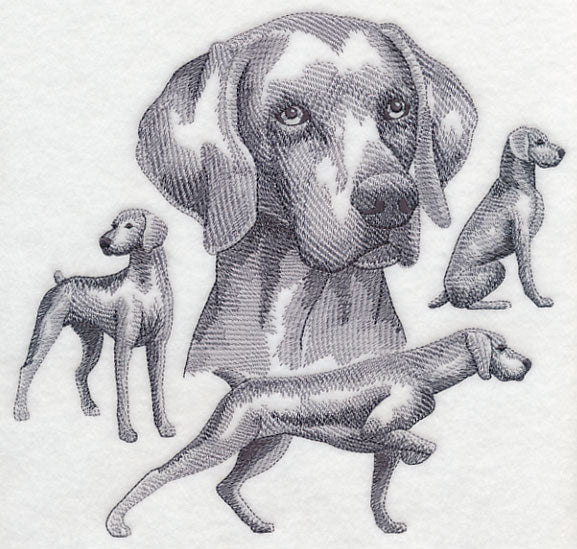 Weimaraner Sketch (Docked Tail) - Image 5