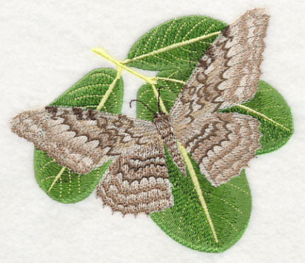 White Witch Moth - Image 3