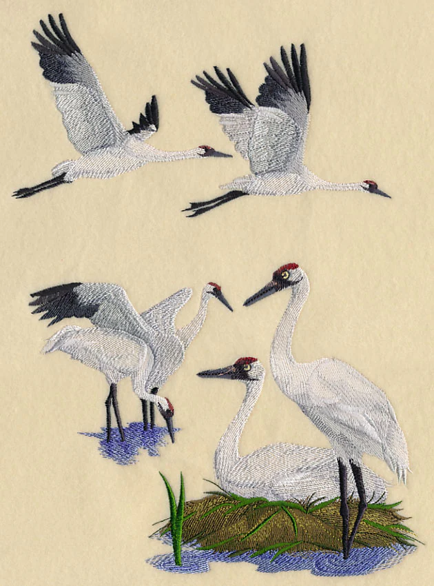 Whooping Crane Collage - Image 5