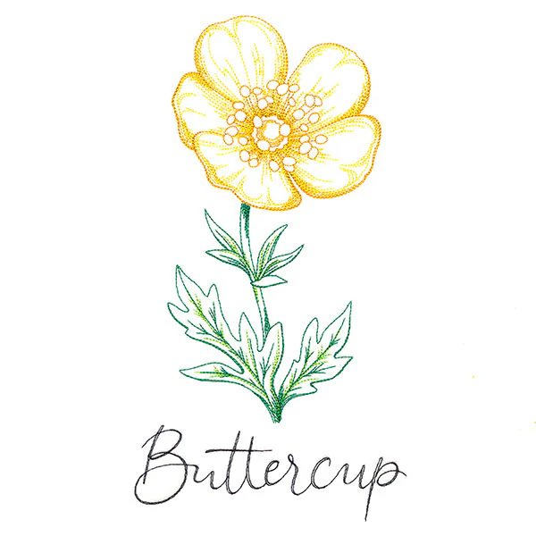 Wild Blooms - Buttercup - Image 5