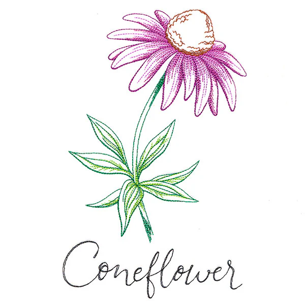 Wild Blooms - Coneflower - Image 3