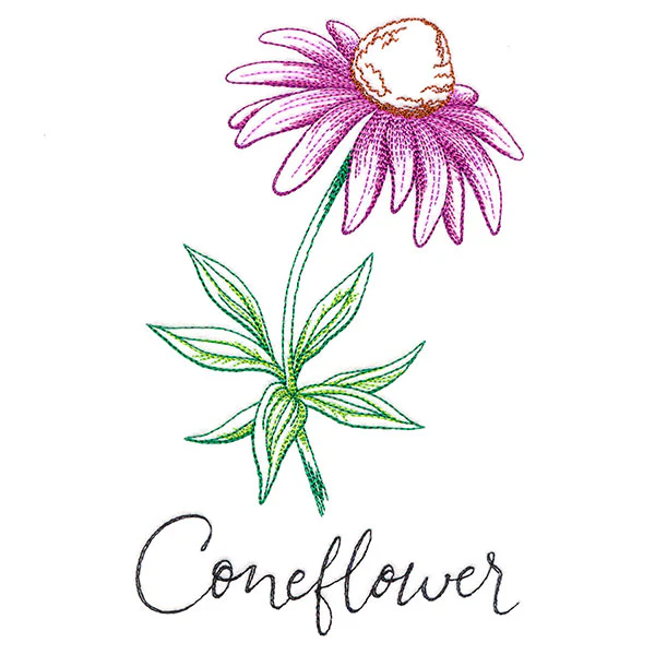 Wild Blooms - Coneflower - Image 7