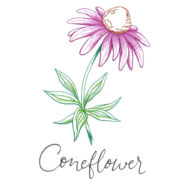 Wild Blooms - Coneflower - Image 9