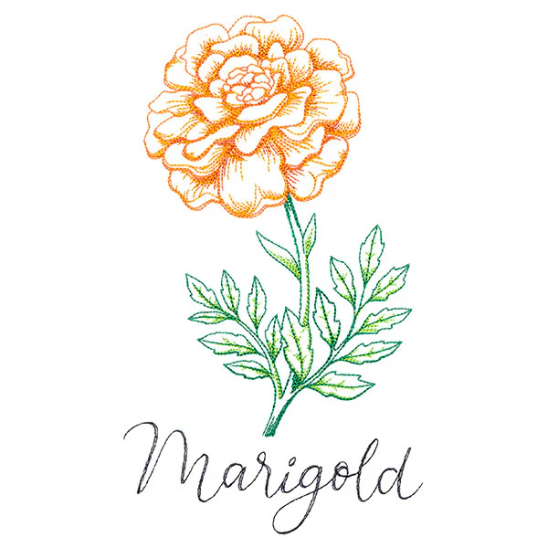 Wild Blooms - Marigold - Image 3