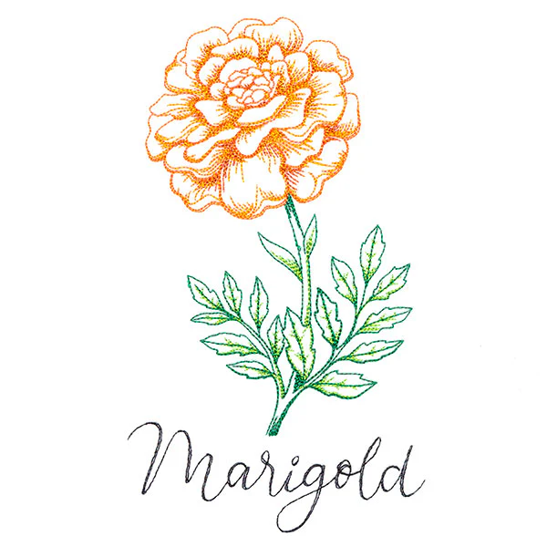Wild Blooms - Marigold - Image 5