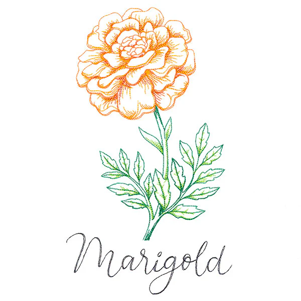 Wild Blooms - Marigold - Image 9