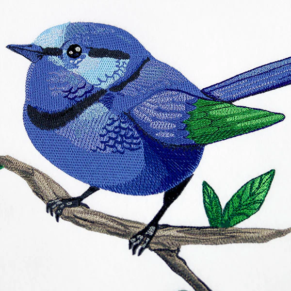 Wild & Blue Splendid Fairywren - Image 2