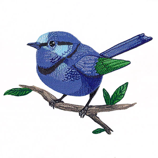 Wild & Blue Splendid Fairywren - Image 3