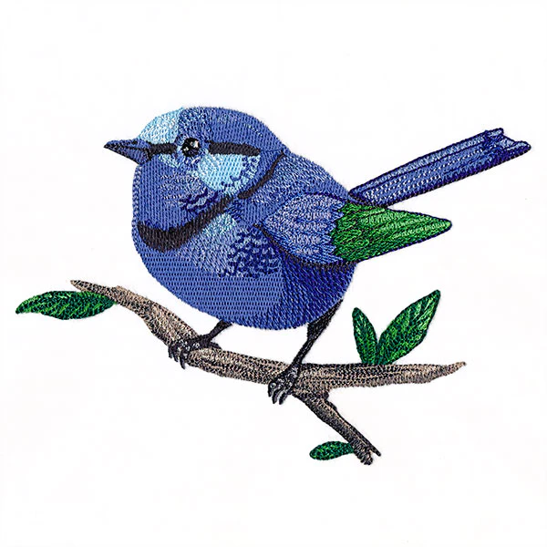 Wild & Blue Splendid Fairywren - Image 5