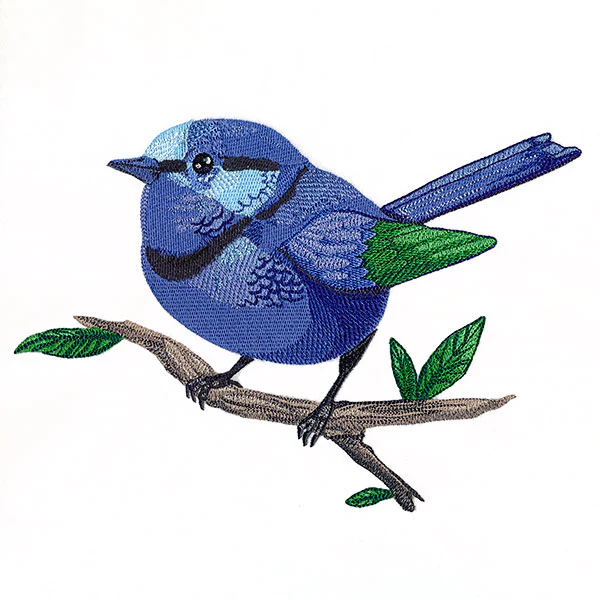 Wild & Blue Splendid Fairywren - Image 7