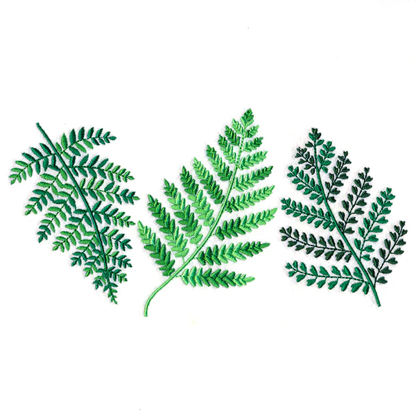 Wild Fern Trio - Image 5