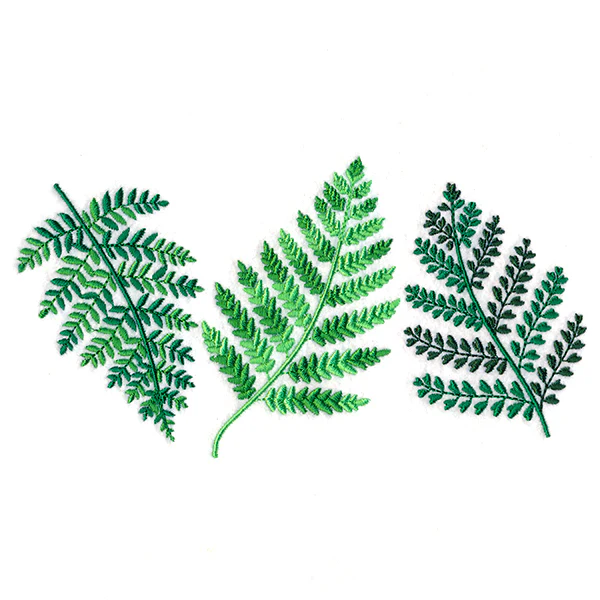 Wild Fern Trio - Image 7