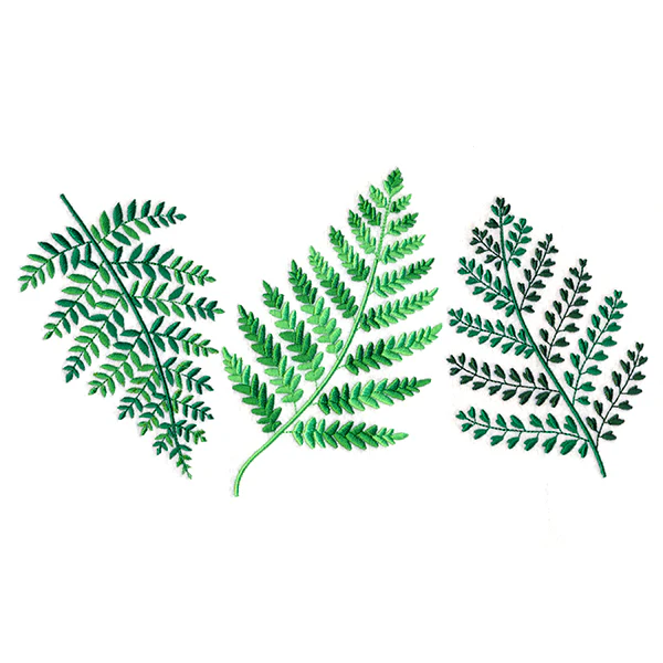 Wild Fern Trio - Image 9
