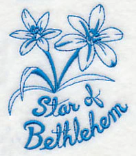 Winter Garden Star of Bethlehem - Image 2