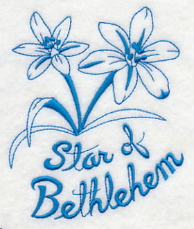 Winter Garden Star of Bethlehem - Image 3