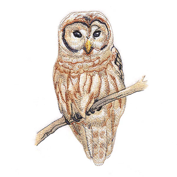Wise in Winter Barred Owl - Image 5