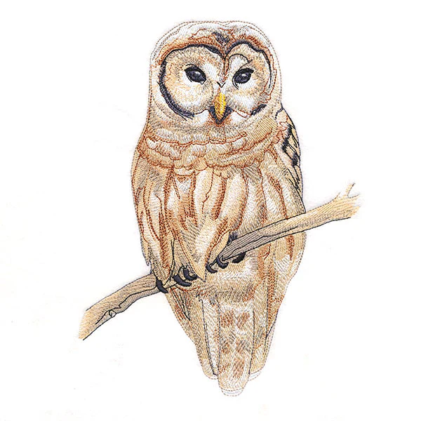 Wise in Winter Barred Owl - Image 7