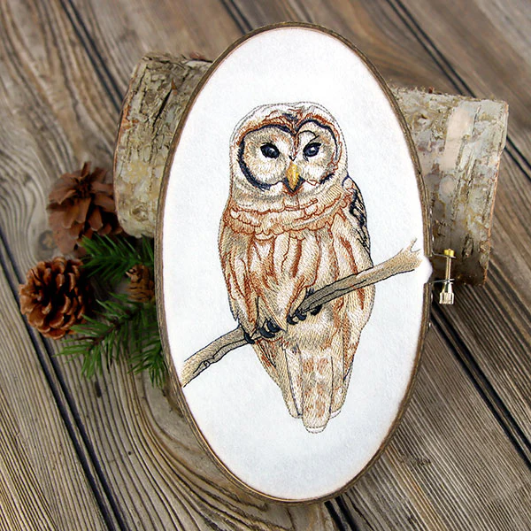 Wise in Winter Barred Owl - Image 8